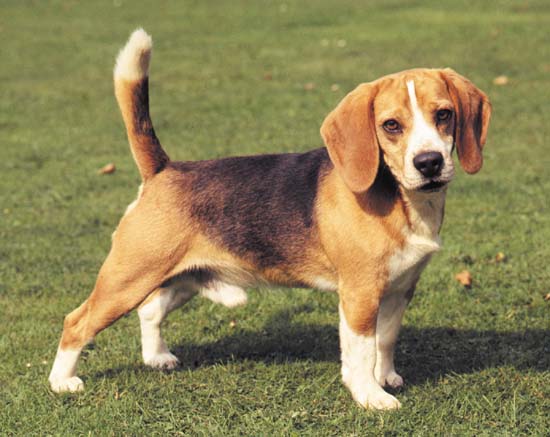 BEAGLE